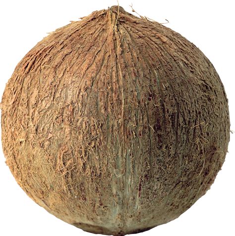 Coconut .